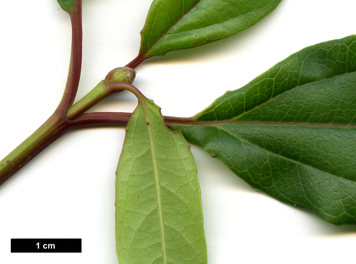 High resolution image: Family: Adoxaceae - Genus: Viburnum - Taxon: ×globosum - SpeciesSub: 'Jermyns Globe' (V.atrocyaneum × V.davidii)